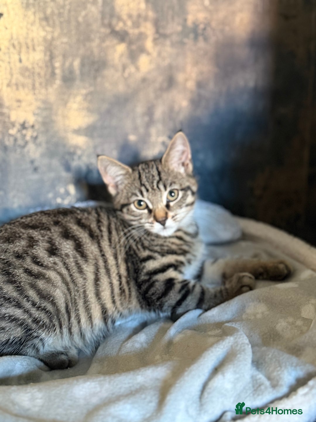 Mixed Breed cats for sale: Last little girl  - Image 4