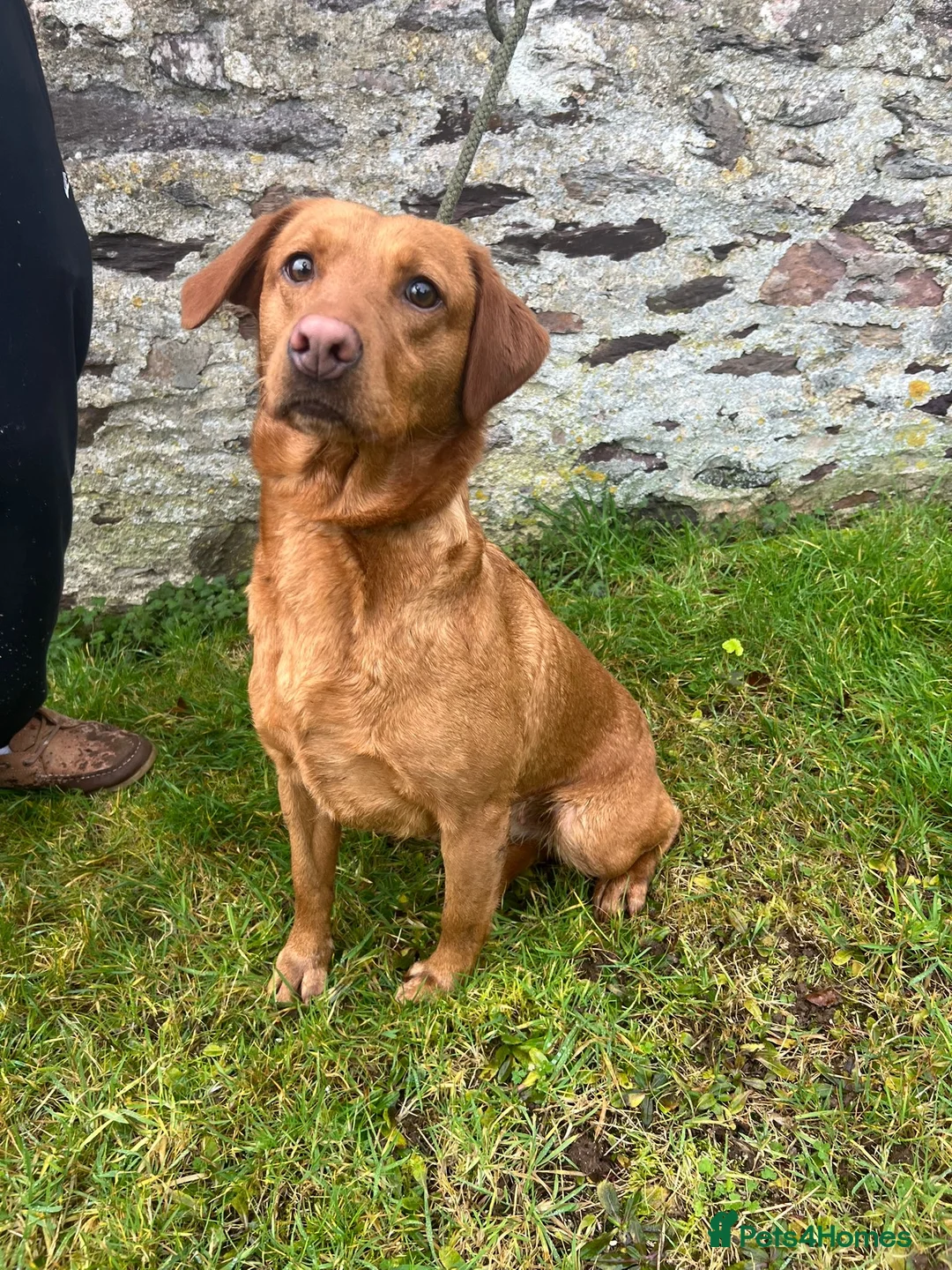 Labrador Retriever dogs for sale: Kc registered labradors due 14 February 2026 - Advert 2