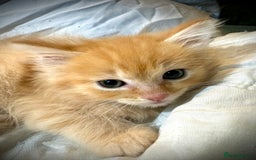 Ragdoll cats for sale: Ragdolls  - Image 6