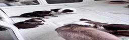 Chihuahua dogs for sale: chocolate tri long coat chihuahua puppies  - Advert 13