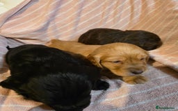 Cocker Spaniel dogs for sale: Beautiful Working KC Reg Cocker Spaniels Puppies - Advert 5