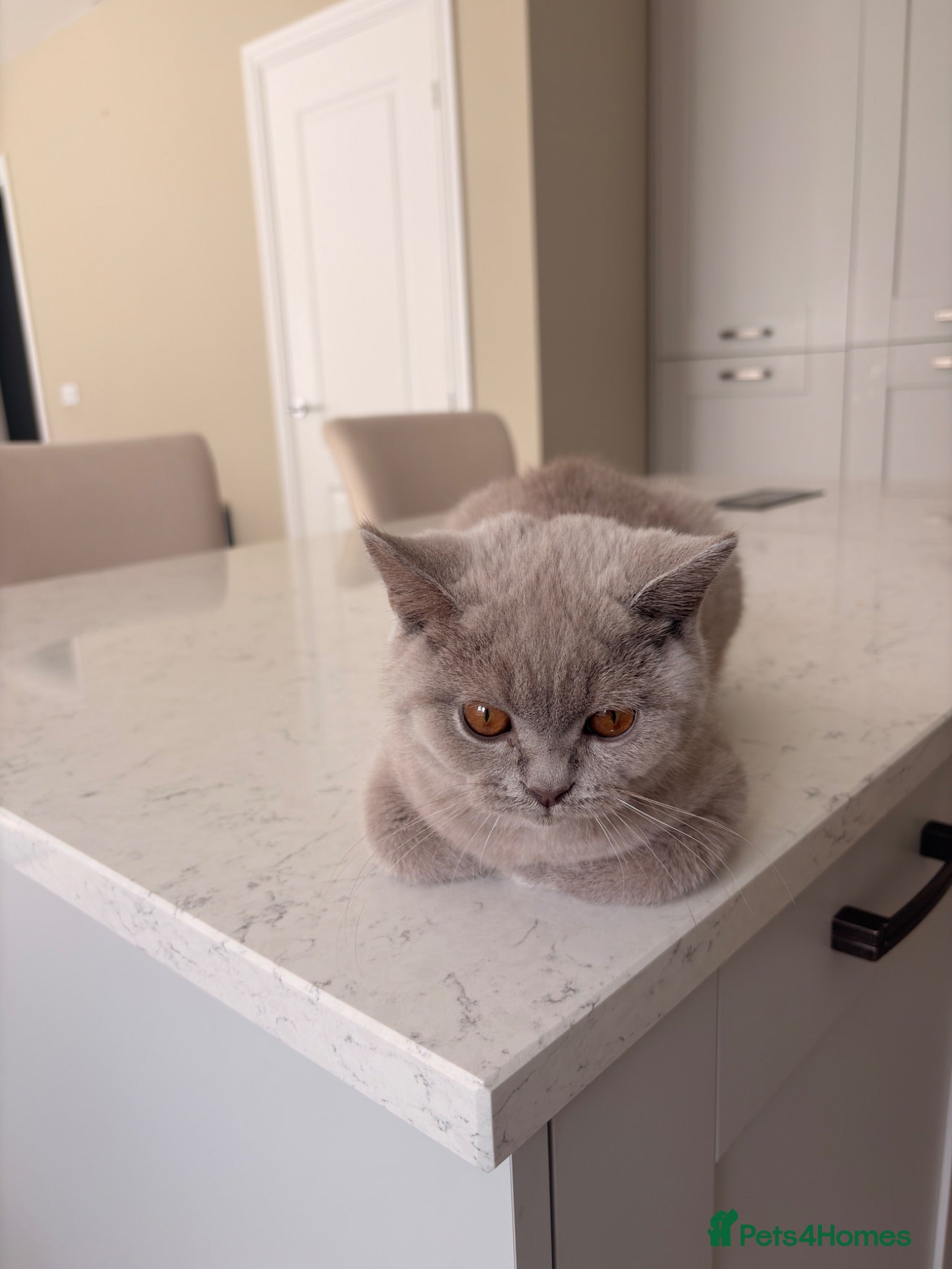 British Shorthair cats Lilac British Shorthair Boy - TICA ⭐ - Advert 1