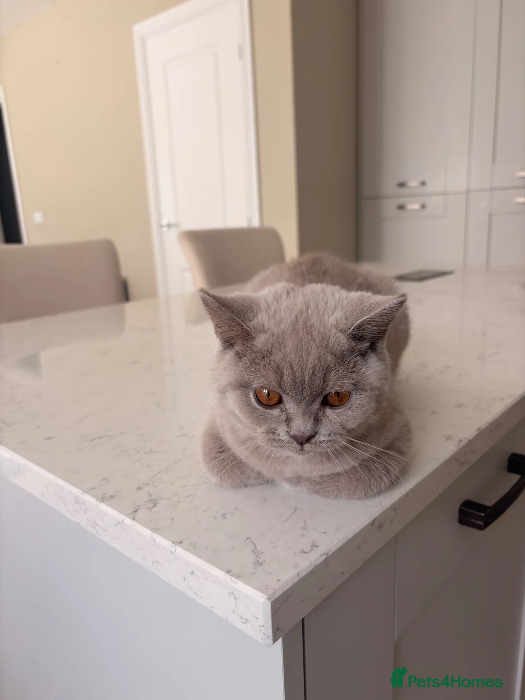 British Shorthair cats for sale: Lilac British Shorthair Boy - TICA ⭐ - Advert 1