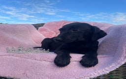Labrador Retriever dogs for sale: Two Adorable Labrador Puppies - Image 2