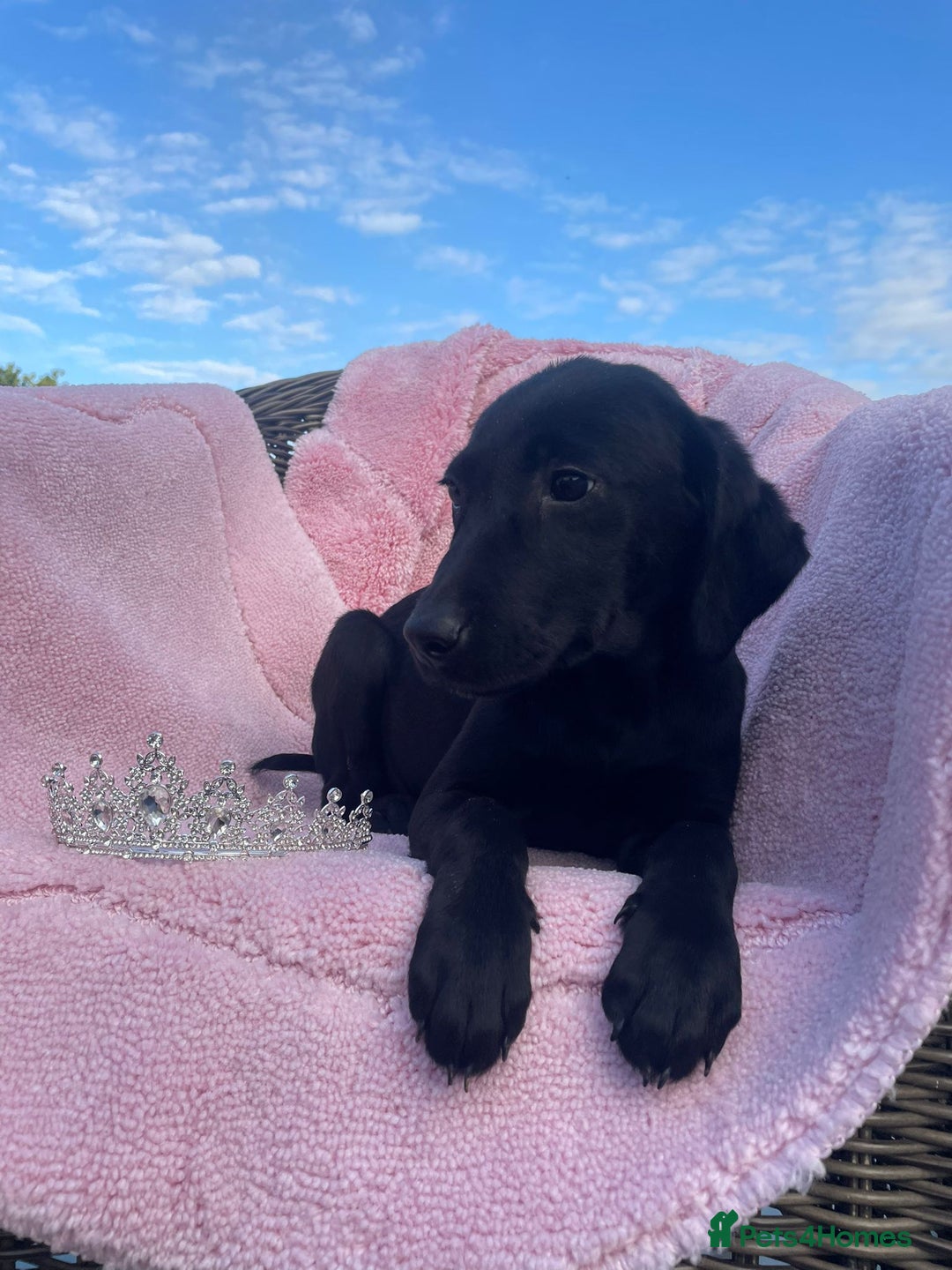 Labrador Retriever dogs for sale: Two Adorable Labrador Puppies - Image 2