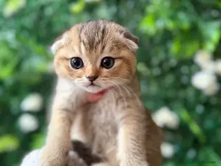Scottish Fold cats Champion bloodlines Scottish Fold-Straight Kittens - Advert 18