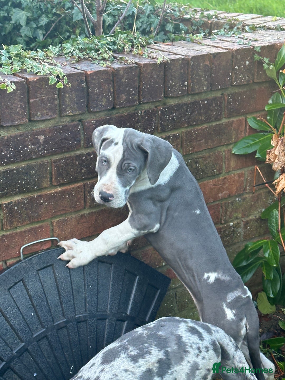 Great Dane dogs for sale: Reduced***** KC registered blue Great Dane puppies - Advert 23