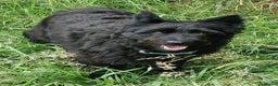 Mixed Breed dogs for adoption: Lovely Snaci looking for his home in Salisbury - Advert 2