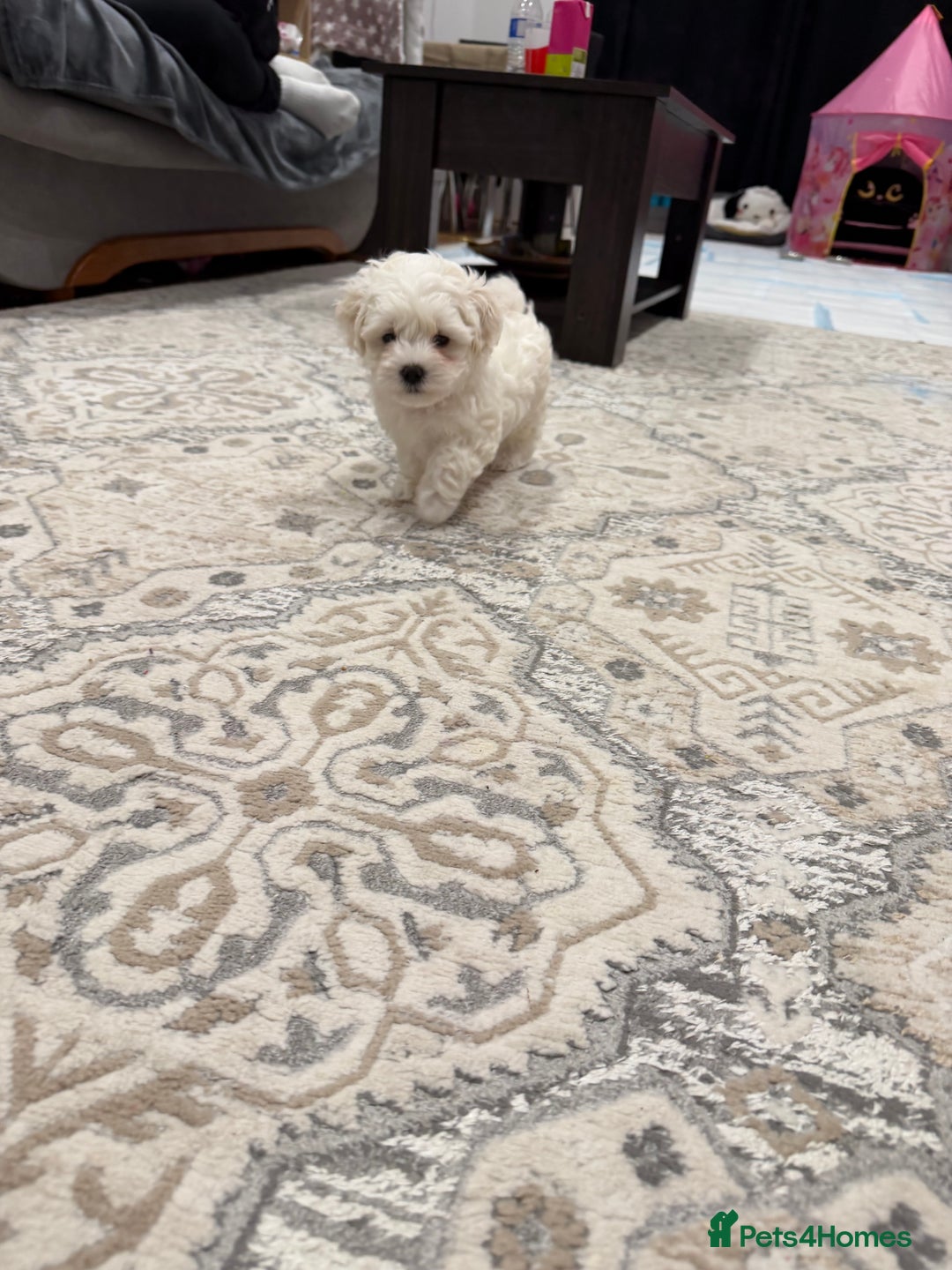 Maltese dogs for sale: Gorgeous Maltese puppies  - Advert 31