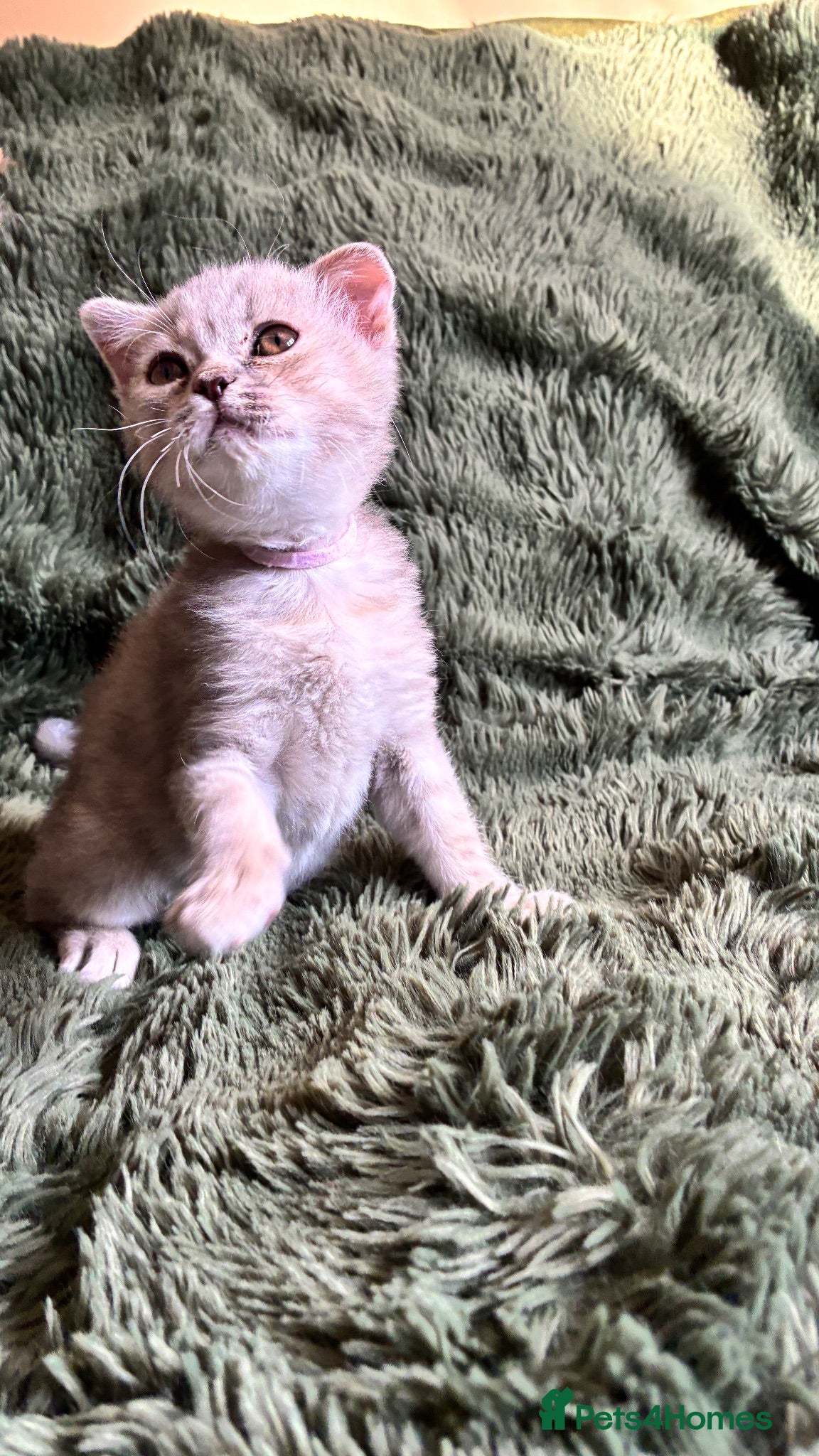 Scottish Fold cats Beautiful confident Scottish Fold/straight Kittens - Advert 2