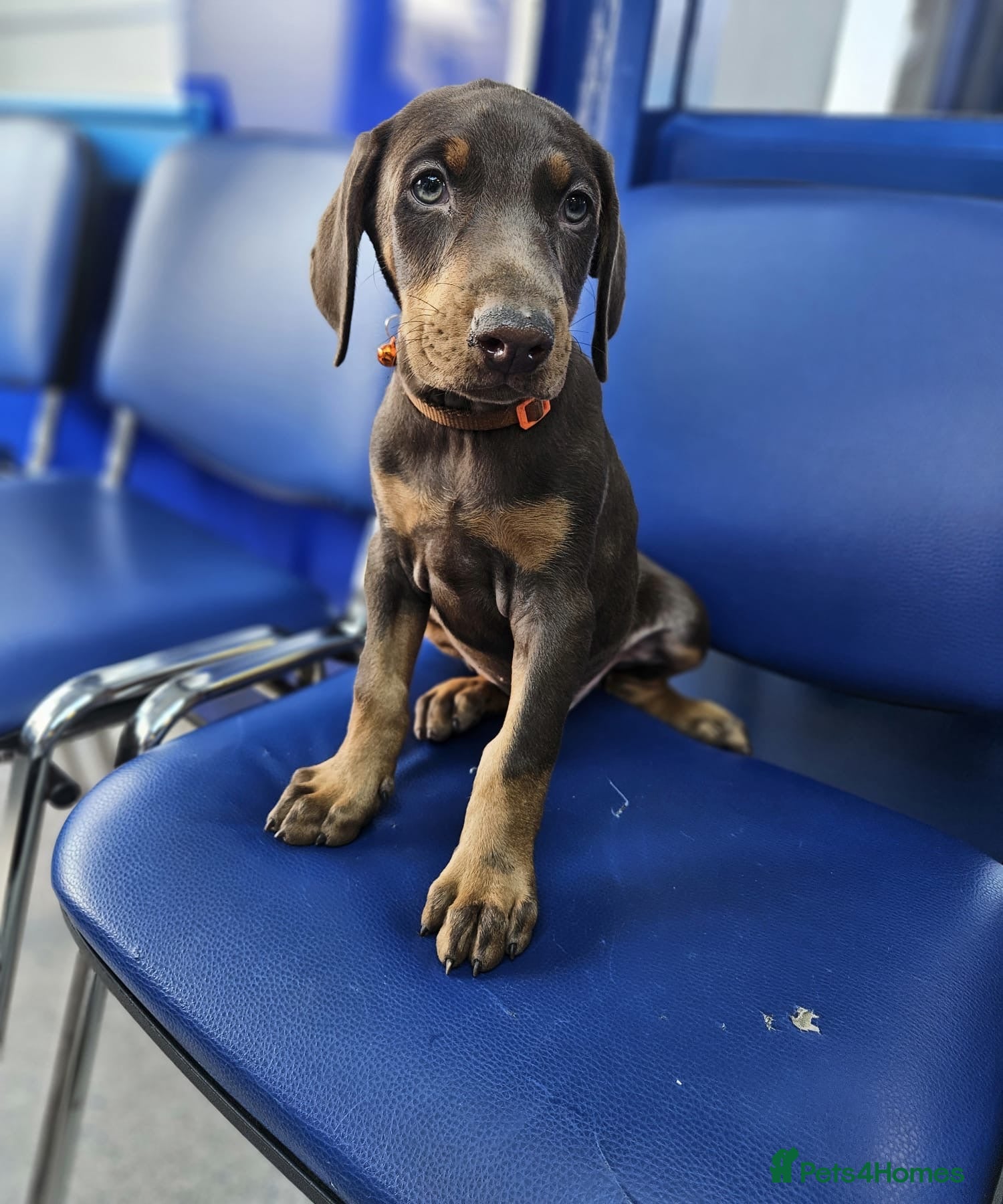 Dobermann dogs 💝🐾 Ready Now Chunky KC Registered pups 🐾 💝 - Advert 2