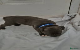 Staffordshire Bull Terrier dogs for sale: Blue Staffs £1,100 Deposit is £245 - Image 20