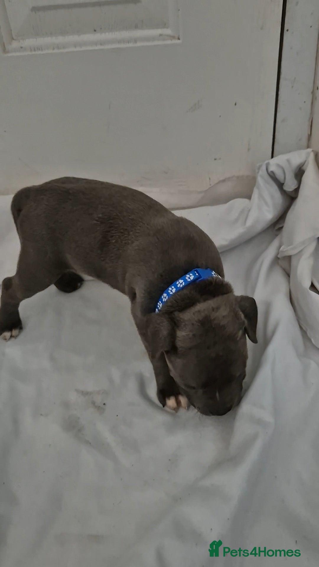 Staffordshire Bull Terrier dogs for sale: Blue Staffs £1,100 Deposit is £245 - Image 20