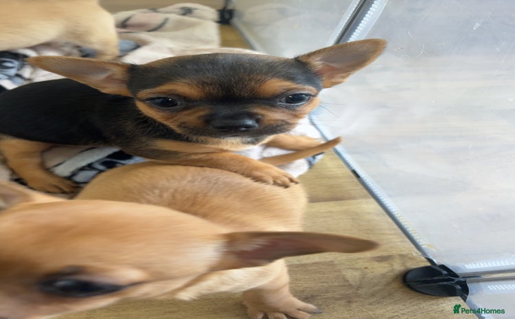 Chihuahua dogs - Advert 9
