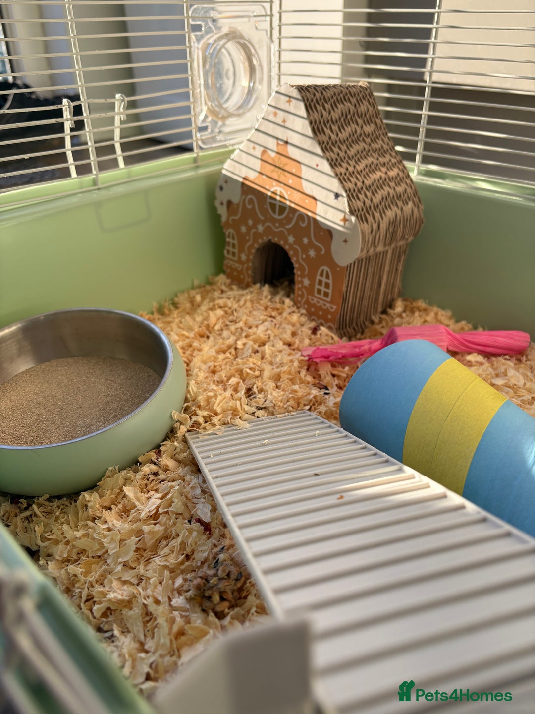 Hamster rodents for sale: Hamster Bean - Advert 6