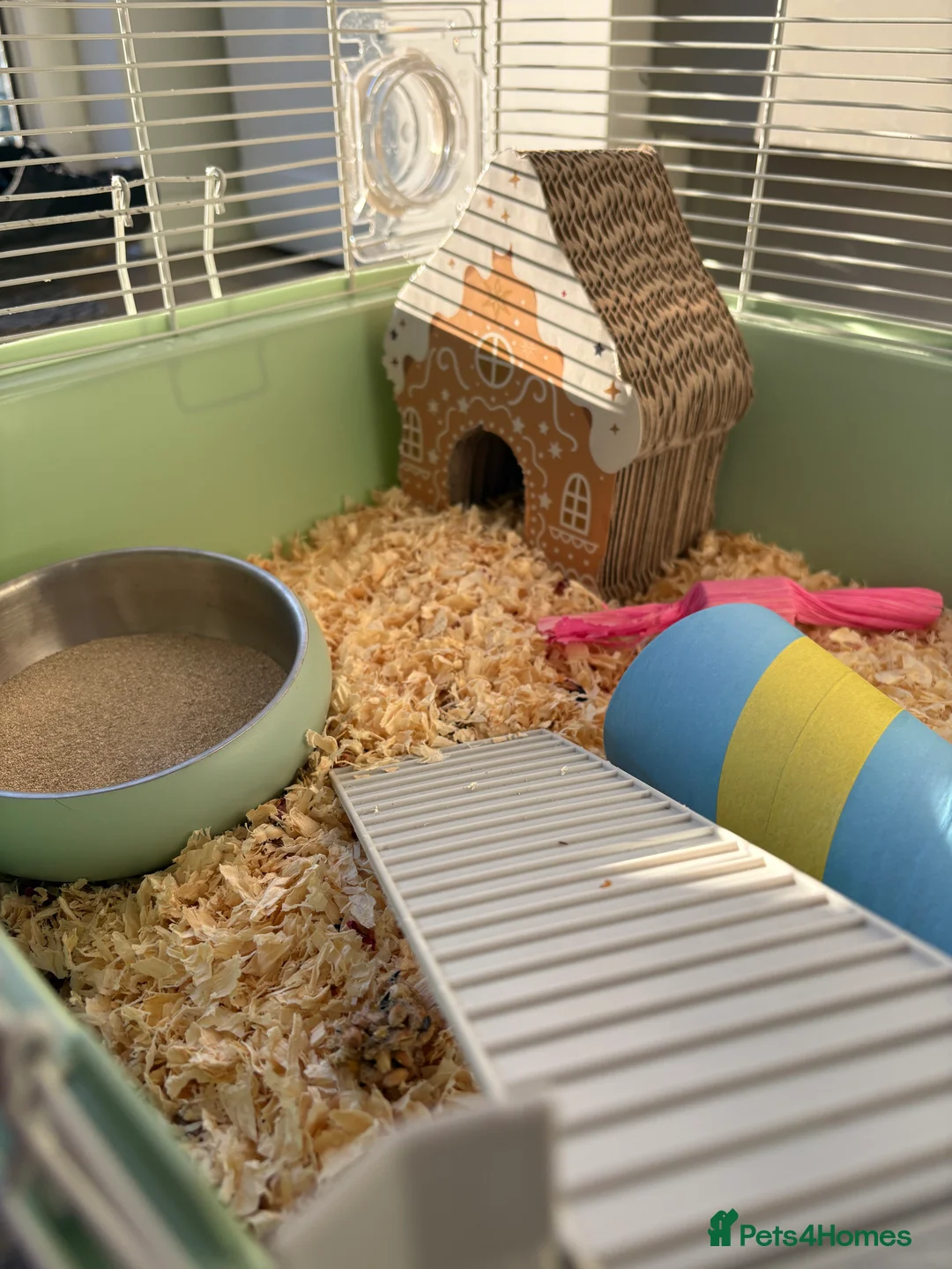 Hamster rodents for sale: Hamster Bean - Advert 6