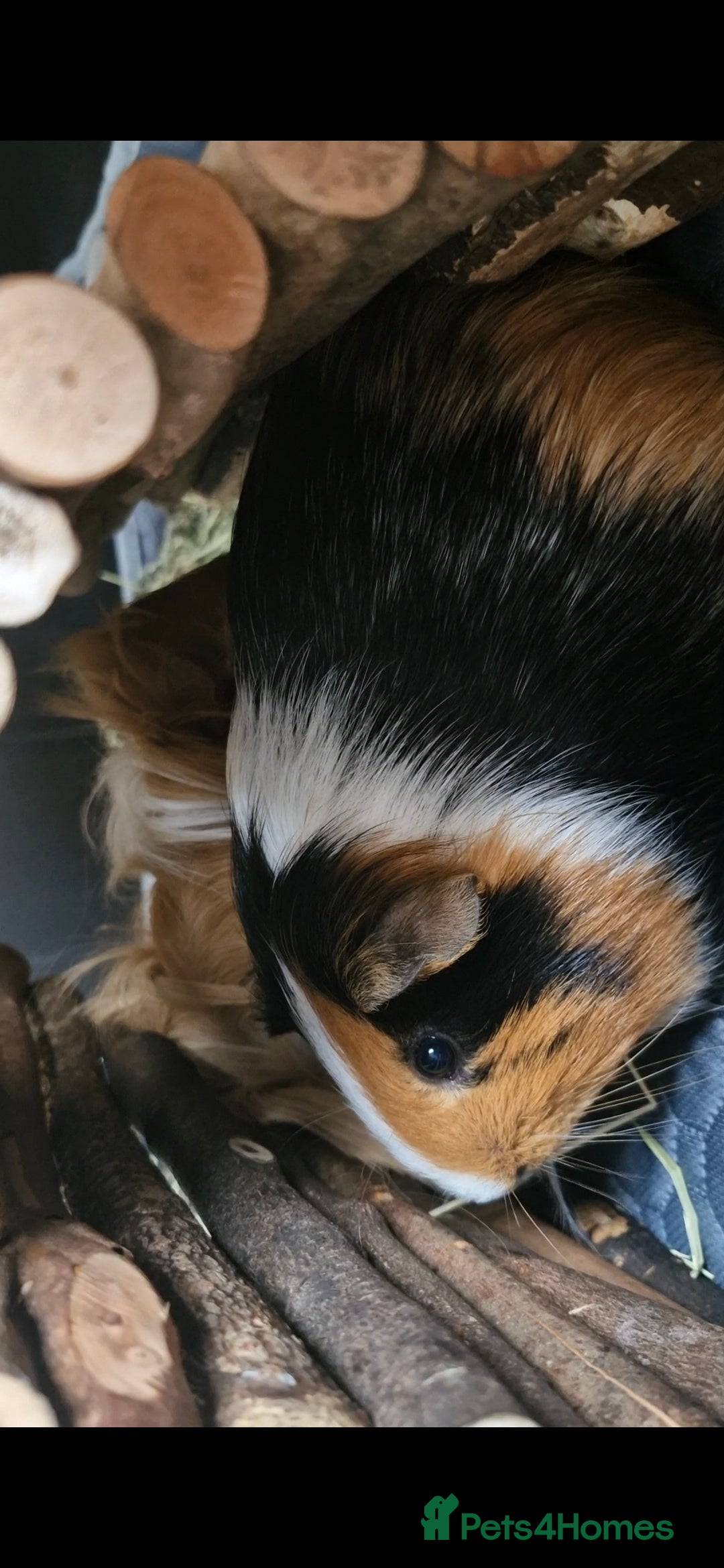 Guinea Pig rodents for sale: Pair of Male Guinea Pigs and complete set up - Image 2
