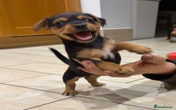 Patterjack dogs for sale: Terrier Puppies - Image 6