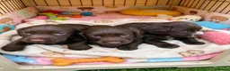 Cocker Spaniel dogs for sale: Beautiful cocker spaniel boys  - Advert 8