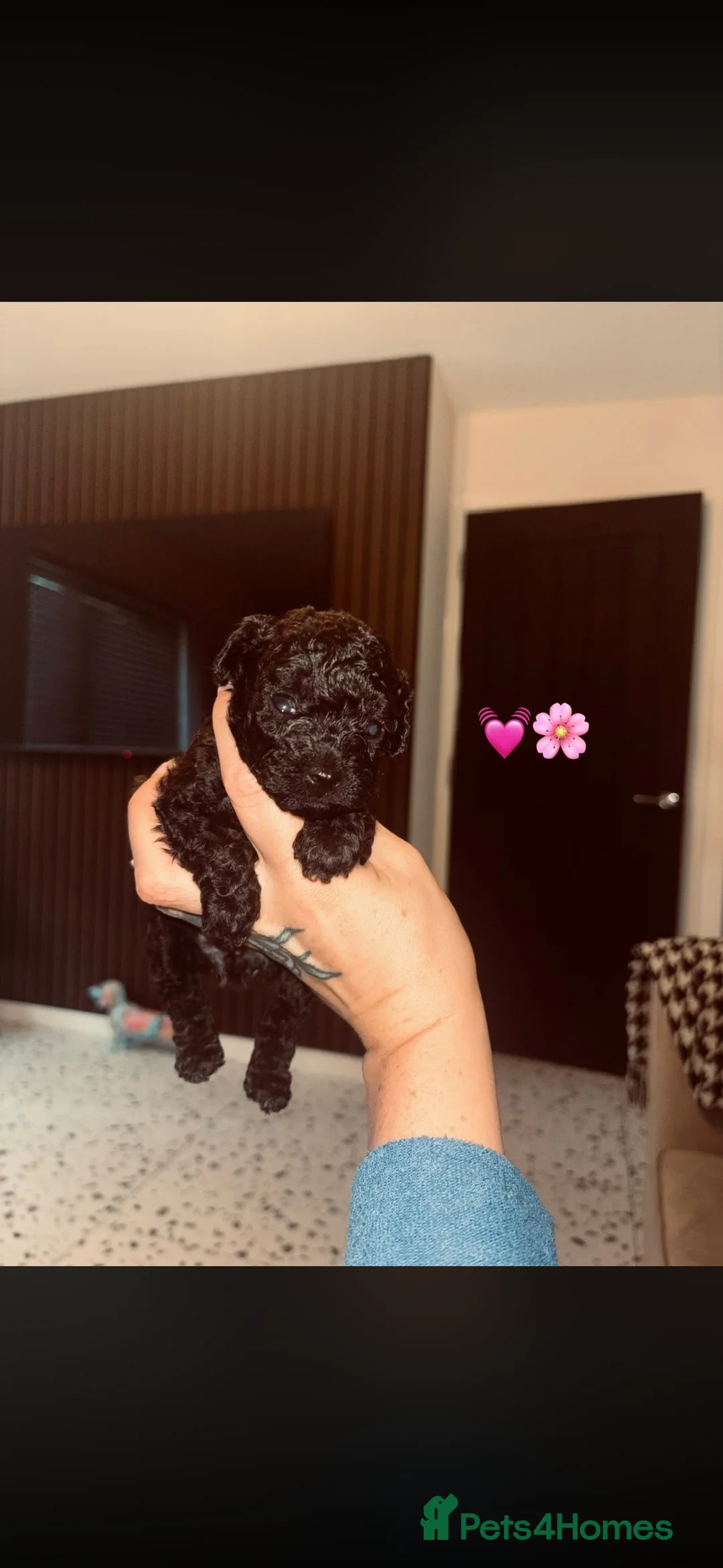 Cavapoo dogs for sale: Tiny f1bb Toy Cavapoos 🖤 - Advert 2