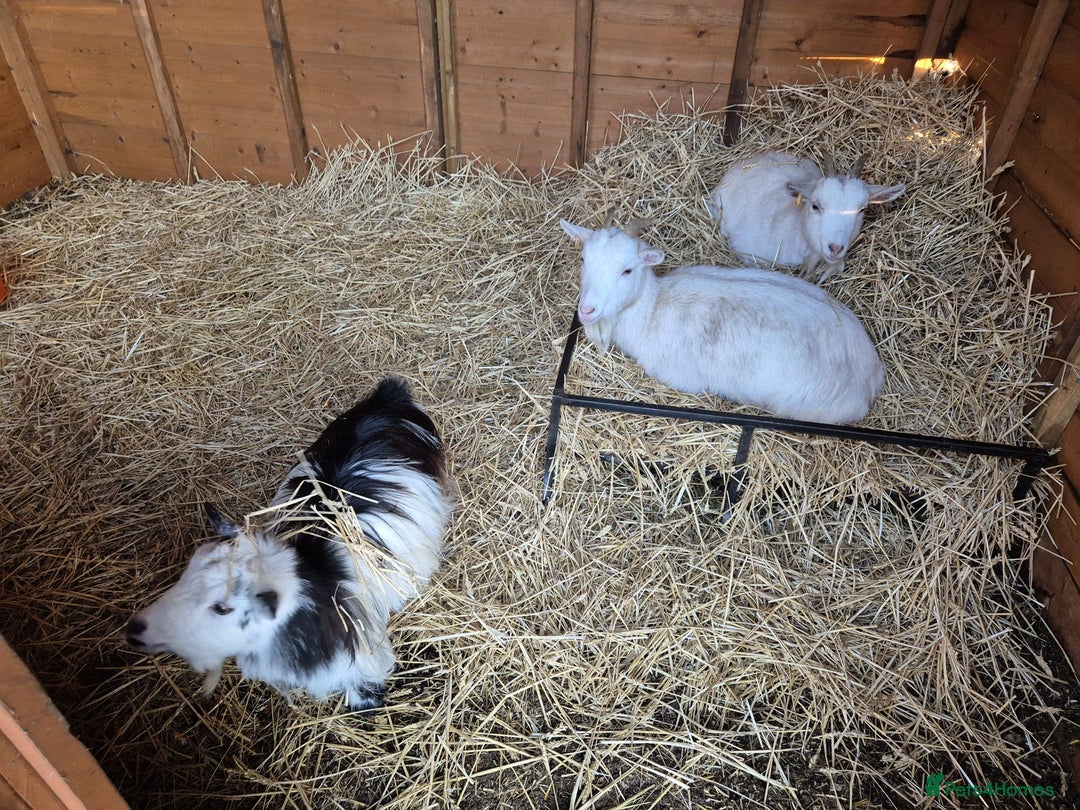 Goats livestock for sale: Pygmy Goats x 3  - Advert 3