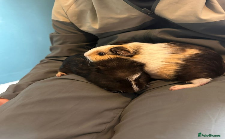 Guinea Pig rodents - Advert 1