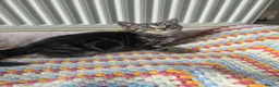 Mixed Breed cats for sale: Tabby cross persian kittens for sale  - Advert 16