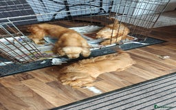 Cockapoo dogs for sale: Beautiful Male 5 Month Old Cockapoo Puppy F1  - Image 6