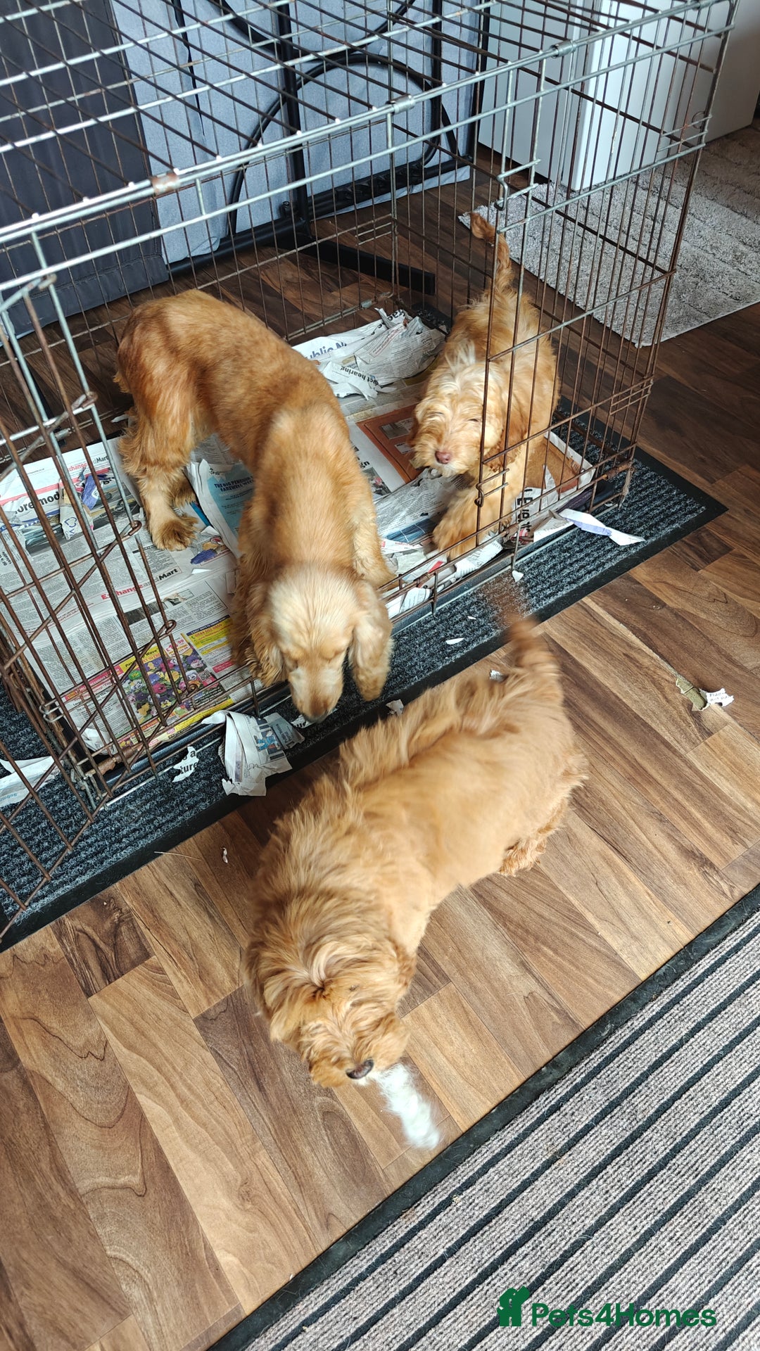 Cockapoo dogs for sale: Beautiful Male 5 Month Old Cockapoo Puppy F1  - Image 6