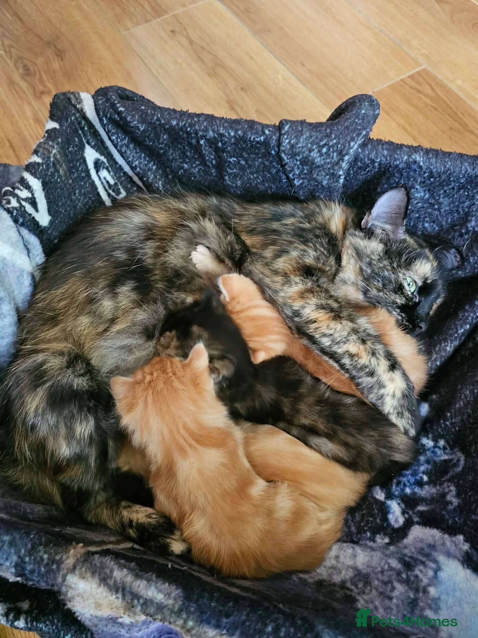 Mixed Breed cats Tortoise shell/Ginger kittens - Advert 1