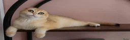 Scottish Fold cats for sale: Champion BL Stunning Scottish kittens  - Advert 6