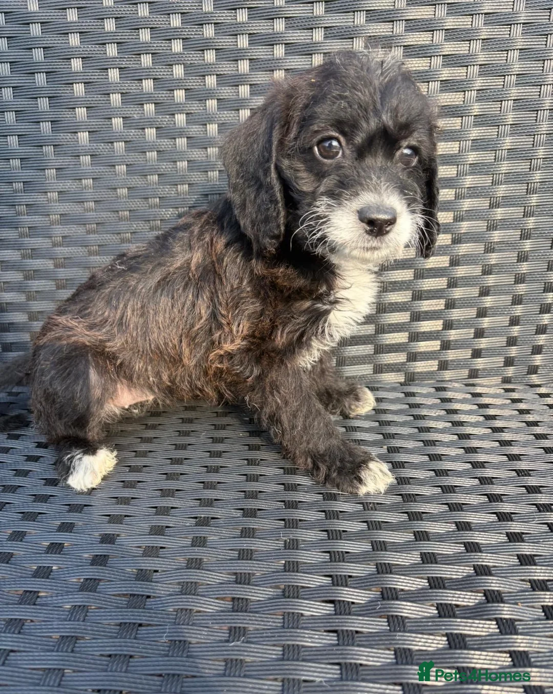 Doxiepoo dogs for sale: Doxiepoo  - Advert 4