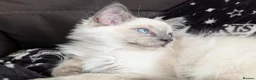Ragdoll cats for sale: STILL WAITING  - Advert 8
