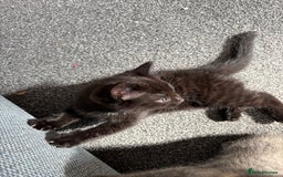Mixed Breed cats for sale: *Kittens Ready For New Homes This Weekend!* - Image 4