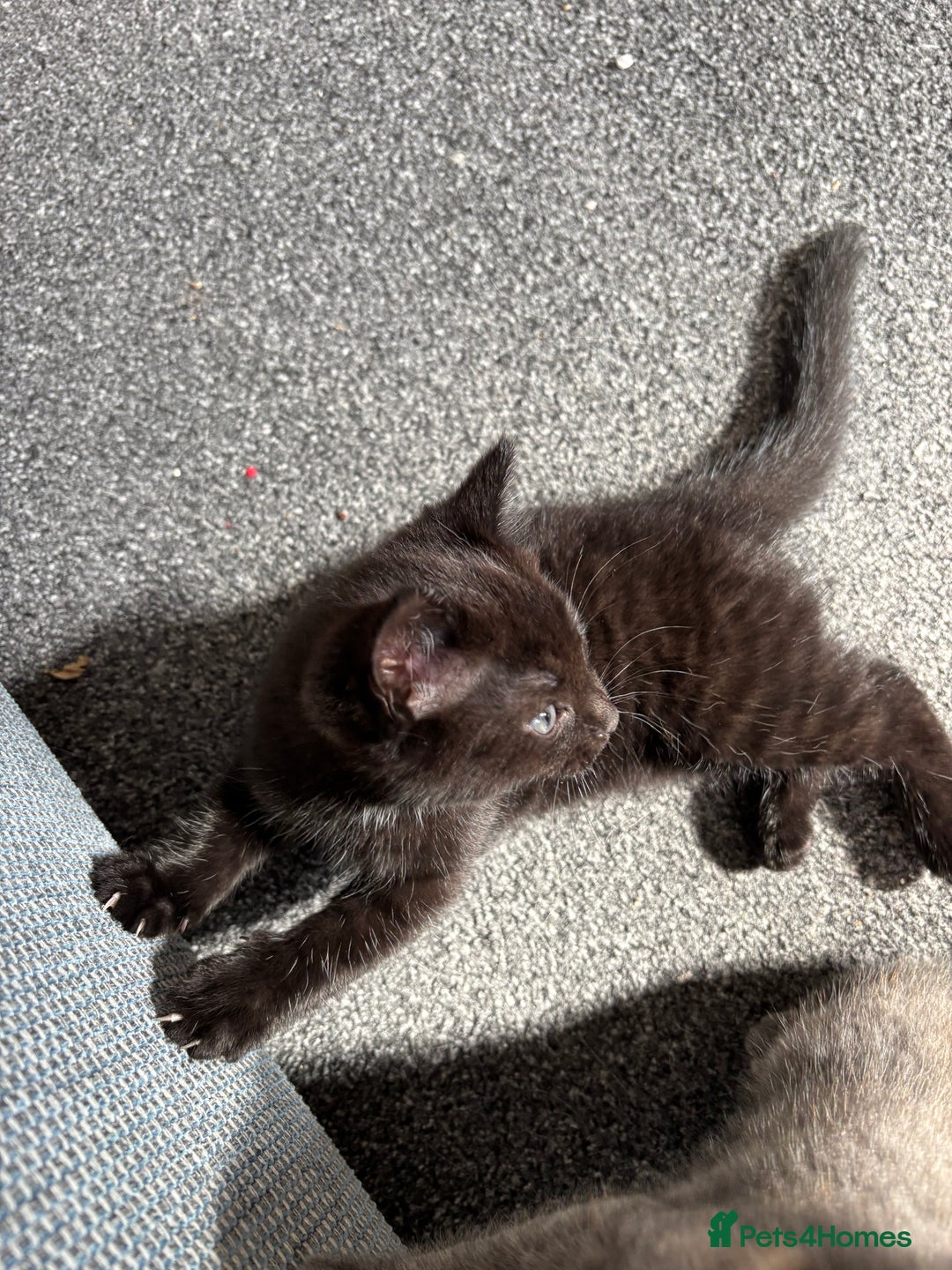Mixed Breed cats for sale: *Kittens Ready For New Homes This Weekend!* - Image 4