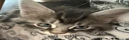 Maine Coon cats for sale: Gorgeous Maine Coon mix fur babies in Spennymoor - Advert 12