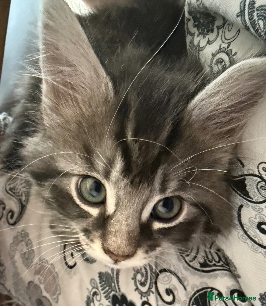 Maine Coon cats for sale: Gorgeous Maine Coon mix fur babies in Spennymoor - Advert 12