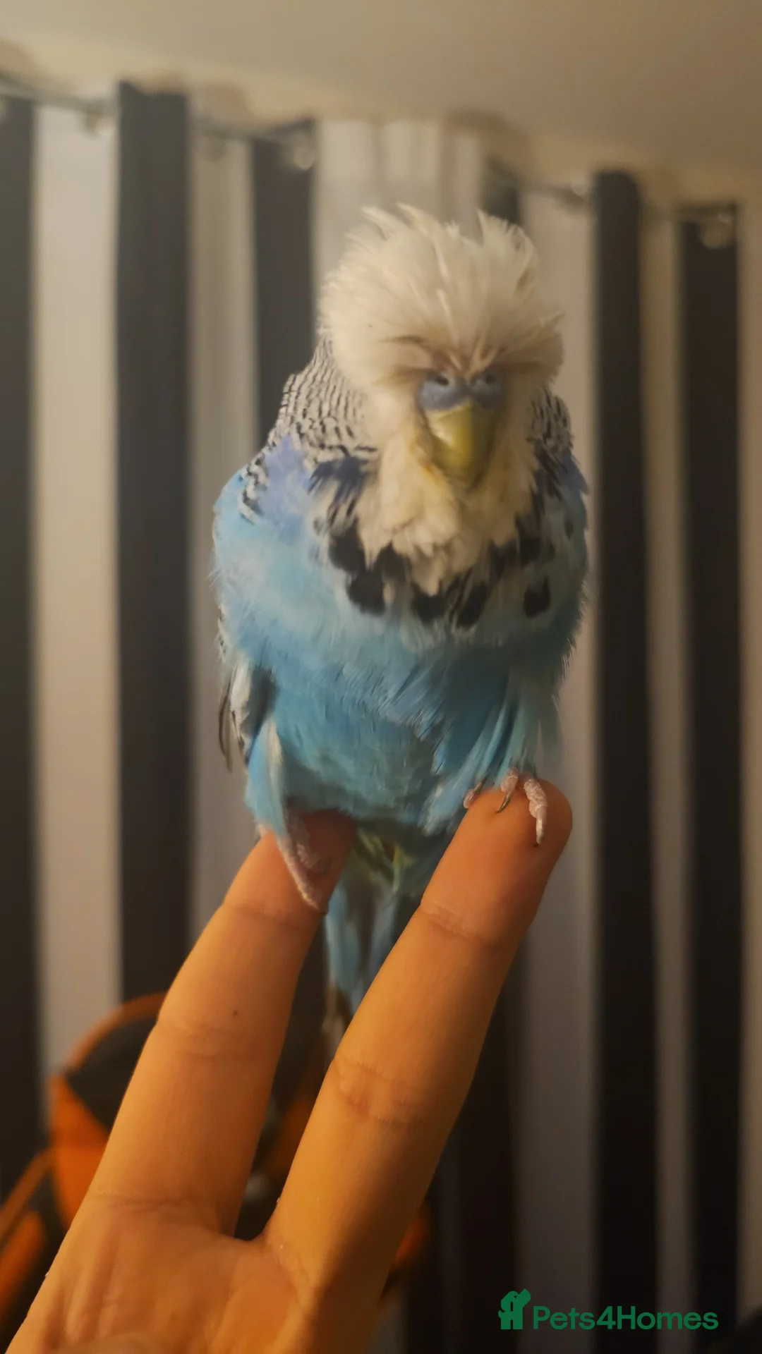 Cockatiels birds for sale: Tamed exhibation budgies - Advert 6