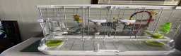 Budgerigars birds for sale: Two budgerigars with cage for sale in Chesterfield - Advert 5