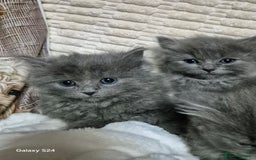 Ragdoll cats for sale: Ragdoll kittens  - Image 1