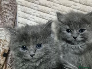 Ragdoll cats for sale - Advert 1