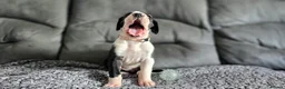 Great Dane dogs for sale: Championship Great Dane Pups  - Advert 23