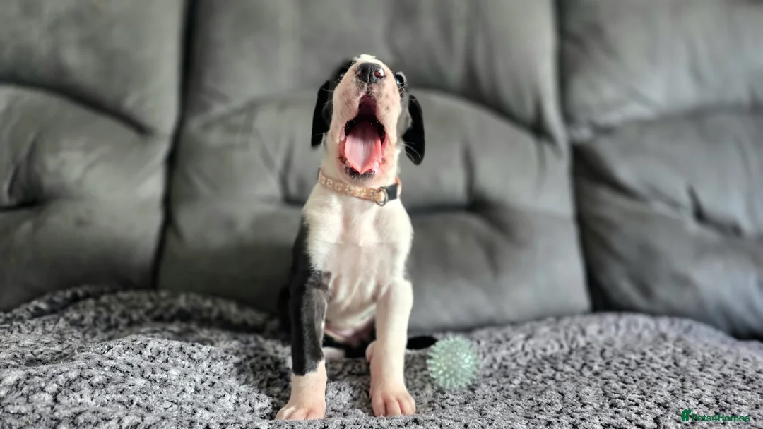 Great Dane dogs for sale: Championship Great Dane Pups  - Advert 23
