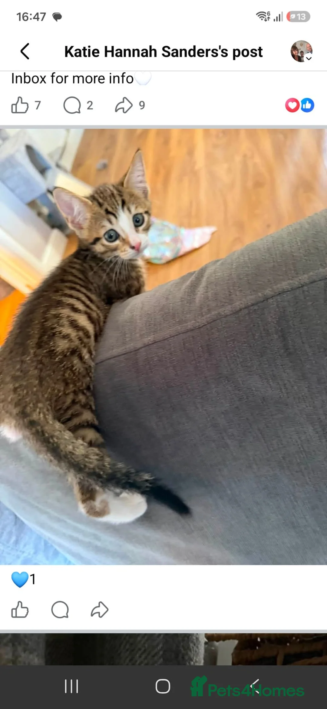 Mixed Breed cats for sale: 2 male kittens in Pontypool - Advert 2