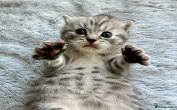 Scottish Fold cats for sale: Adorable rare silver tabby/lilac tabby kittens 🐾 - Image 10