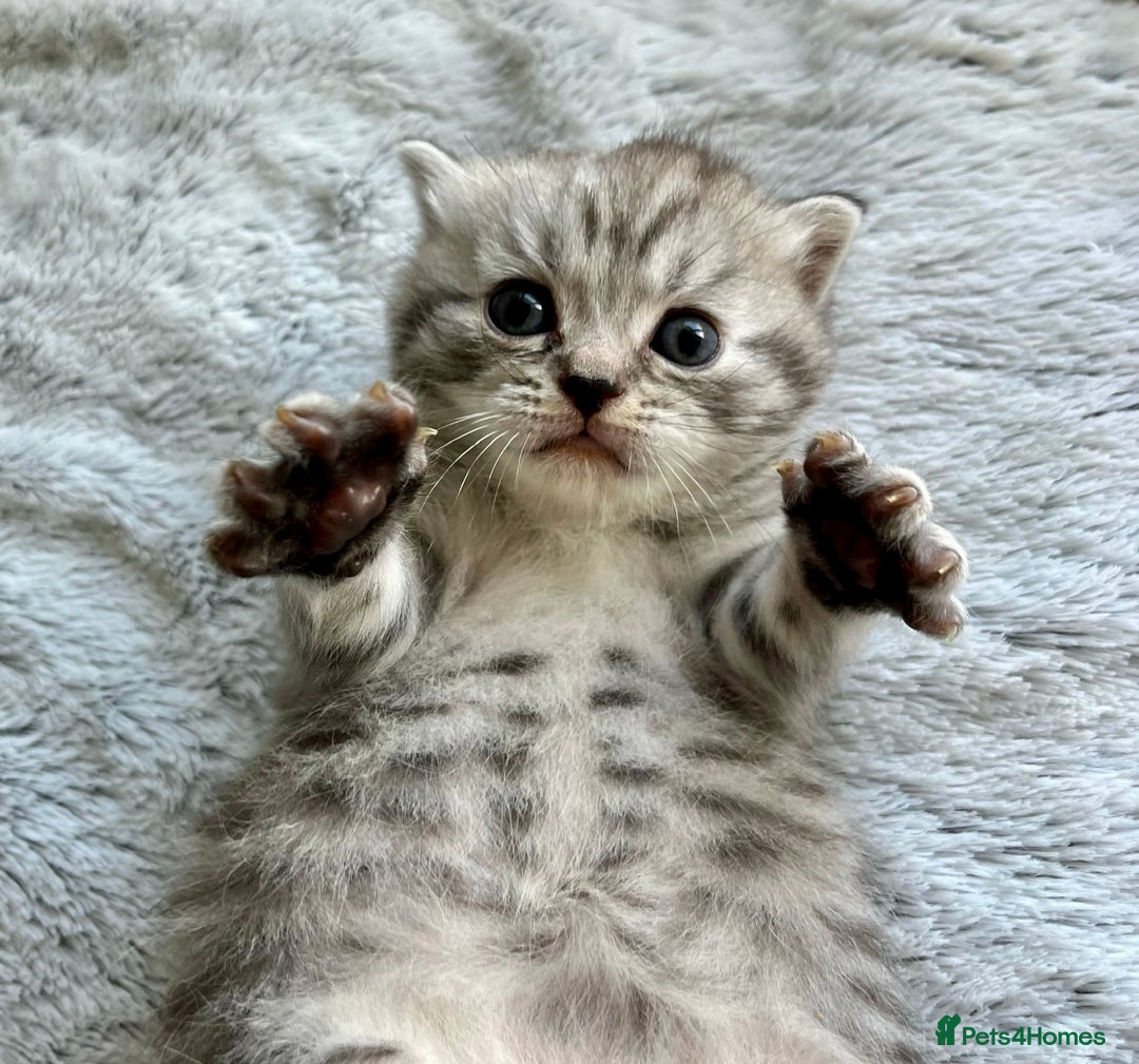 Scottish Fold cats for sale: Adorable rare silver tabby/lilac tabby kittens 🐾 - Image 10