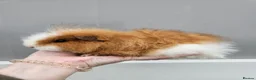 Guinea Pig rodents for sale: Baby swiss boars - Advert 6