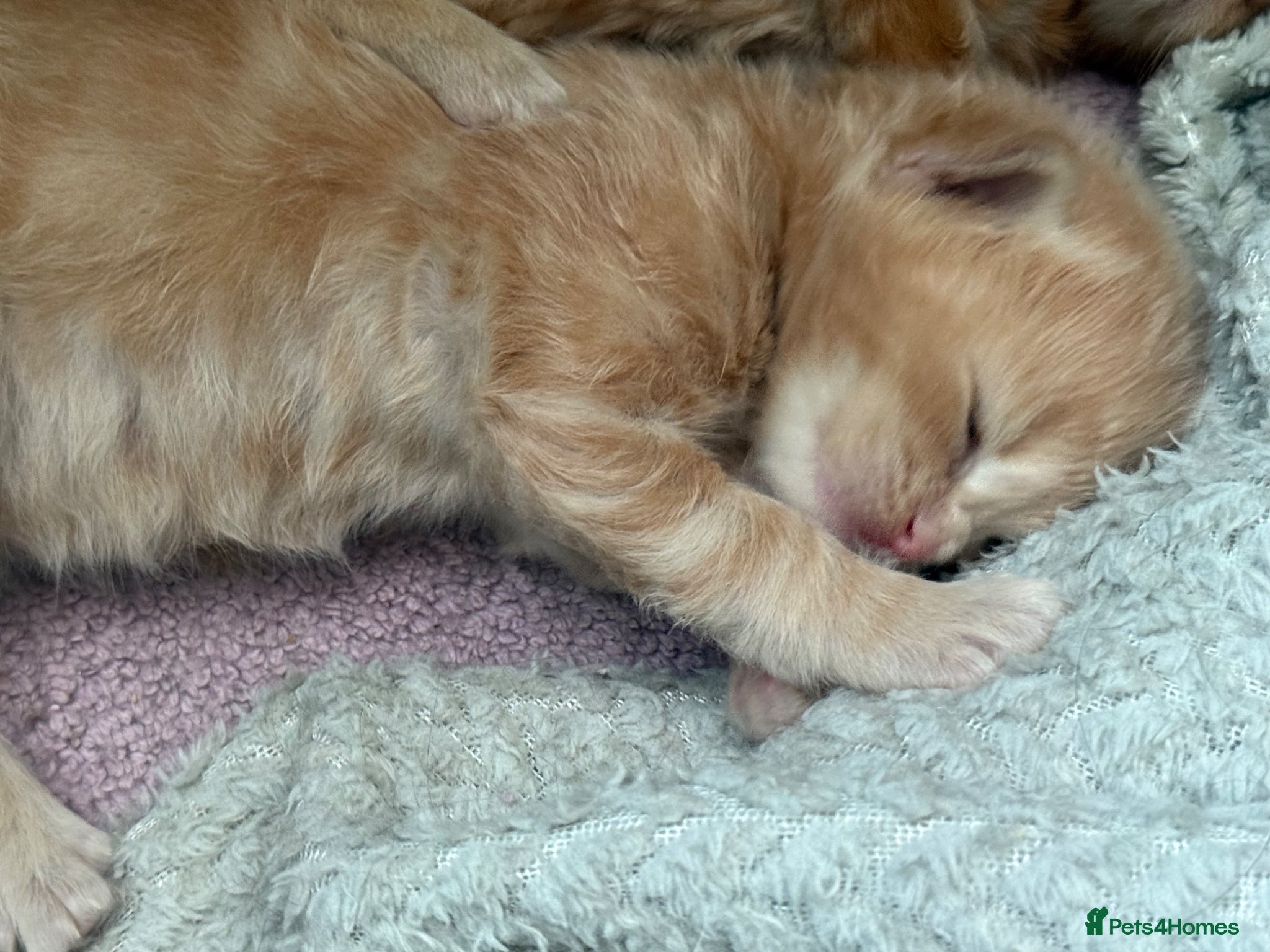 Maine Coon cats for sale: Stunning XL Maine Coon Kittens - Advert 23
