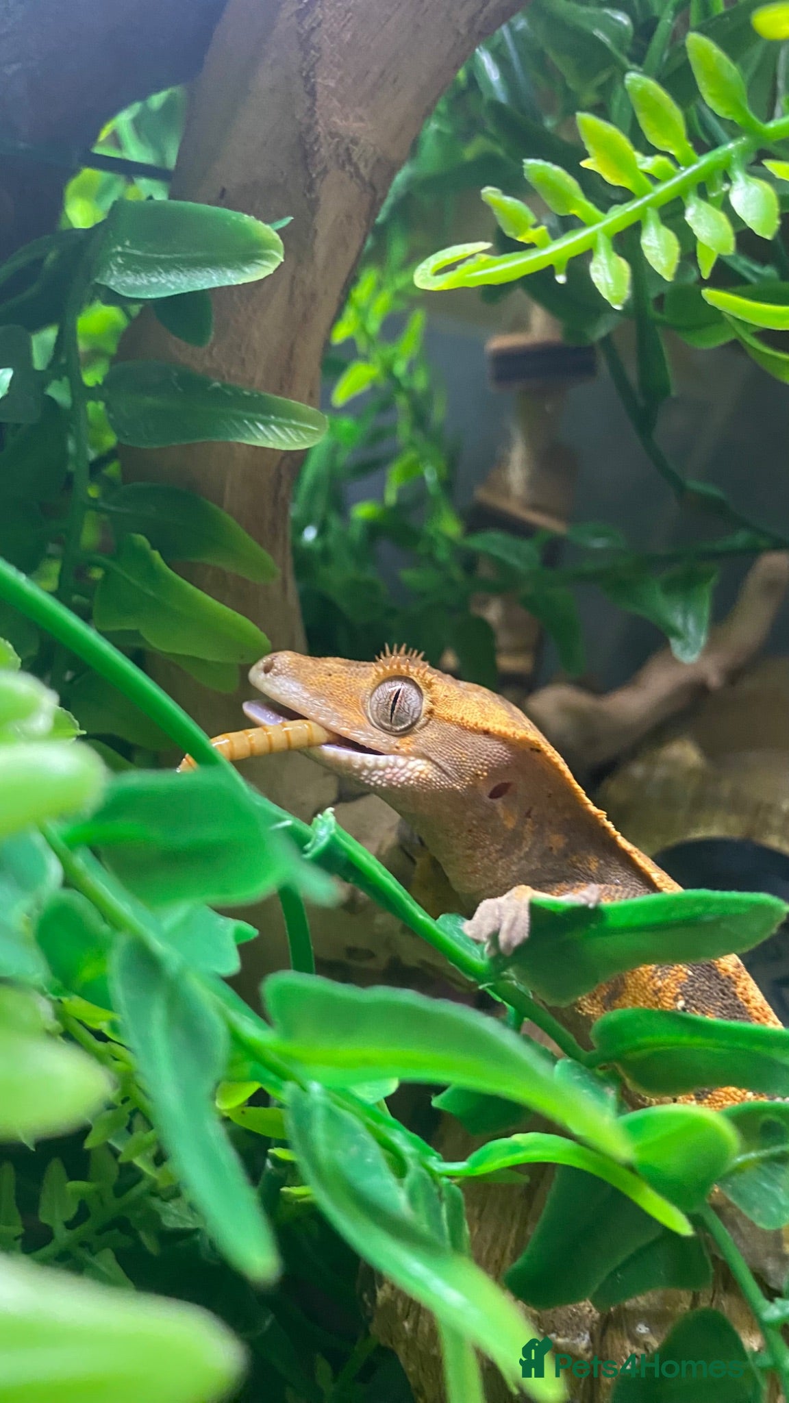 Gecko reptiles crested gecko - Advert 1