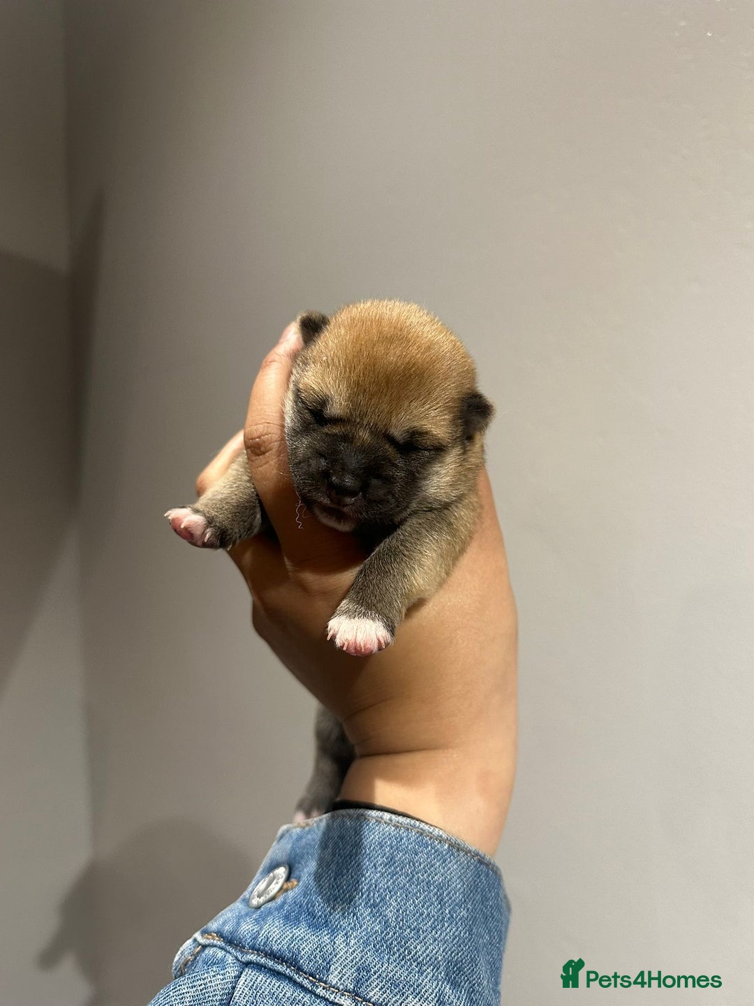 Japanese Shiba Inu dogs for sale: CHUNKY AND PURE Japanese Shiba Inu - Image 7